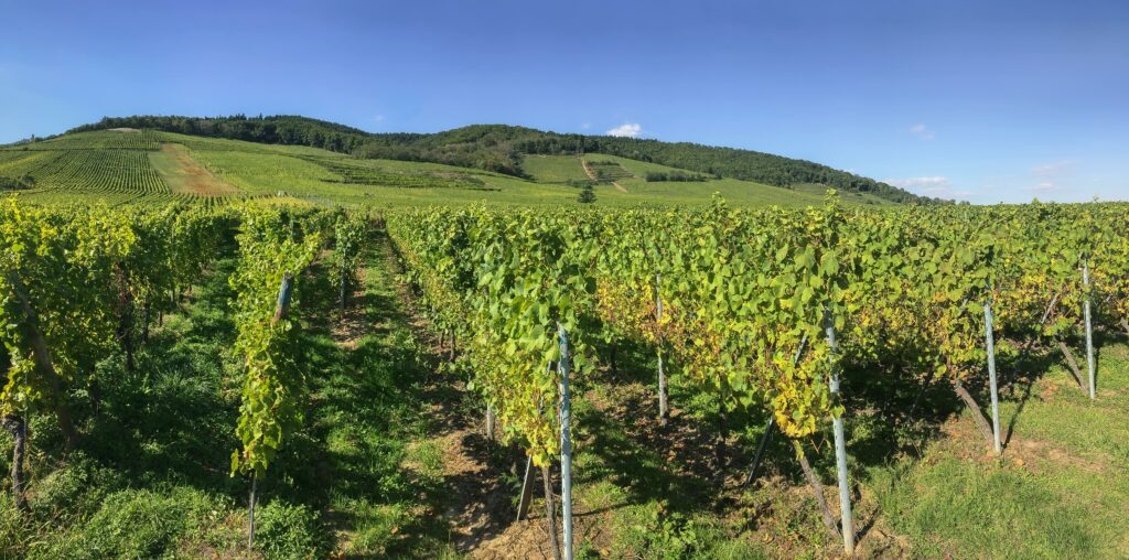 Expansive vineyard landscape in Riquewihr, Grand Est, captured during summer daylight.